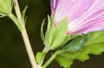 Hollyhock